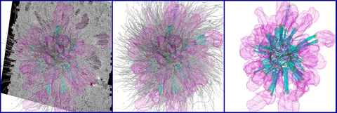 3D-Rekonstruktion und Segmentation einer mono-astralen Spindel, nach serieller Elektronentomographie. Chromosomen in rosa, KMTs in cyan, nicht-KMTs in grau, Zentriolen in grün, KMT-Minusenden in gelb, KMT-Plusenden in rot.