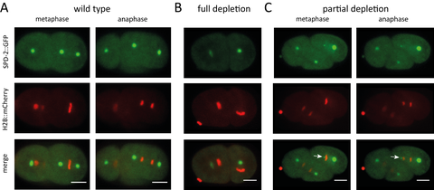 Figure 1: Live-cell imaging of sas-4 (RNAi) C. elegans two-cell embryos.