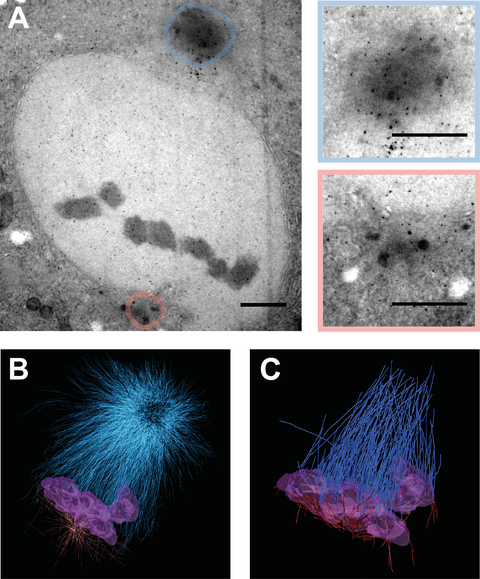 Figure 2: Electron Tomography of sas-4 (RNAi) two-cell embryos.