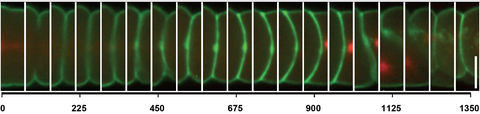 Fluorescence light microscopy of cytokinesis in the early C. elegans embryo. Scale bar, 10 µm.