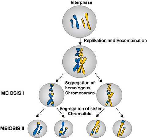 Figure1_Meiosis.jpeg