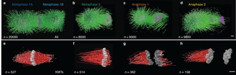 Figure2_Mitosis.jpeg