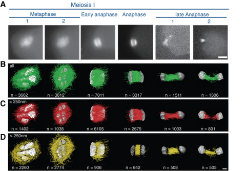 Figure 3: Reconstructions of female meiotic C. elegans spindles