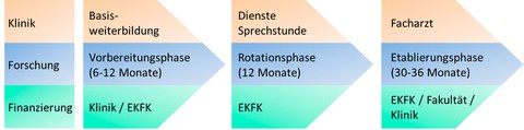 Abfolge der Ausbildung im EKFK