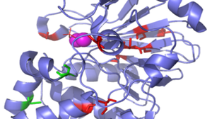 Proteinmodel PP1