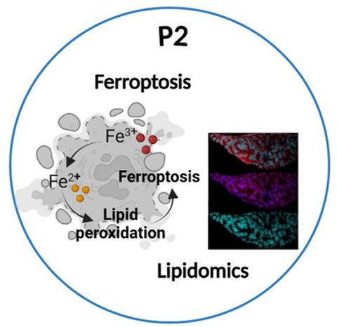 Teilprojekt 2
