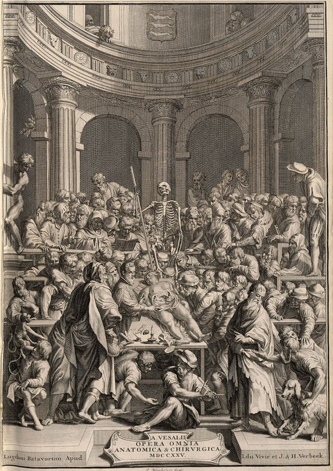 Sektion bei Vesalius Abbildung