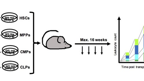 Markierung von Stammzelltransplantaten