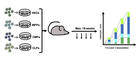 Markierung von Stammzelltransplantaten