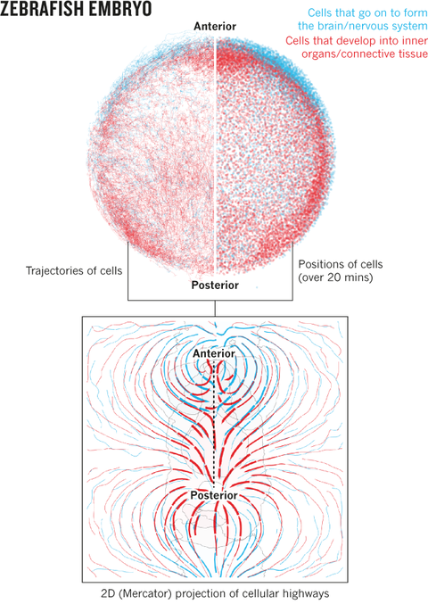 The visualizations transforming biology