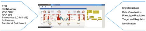 Diagramm zur Plazenta-Publikation