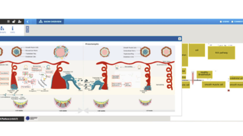 Diagramm zur Plazenta-Publikation