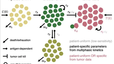 Neue Publikation in Frontiers in Immunology