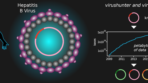 Bild Hepatitis B Virus