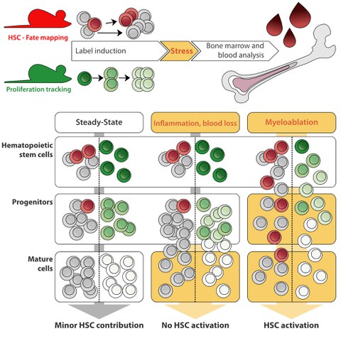 Grafische Zusammenfassung von Munz et al. Blood 2023