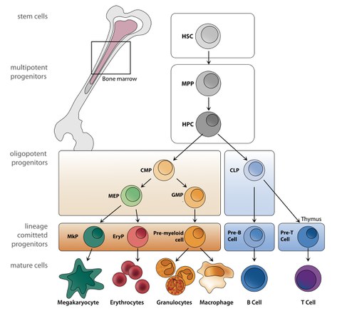 Hierarchie des hämatopoetischen Systems