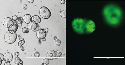 Organoide in Fluo und Durchsicht