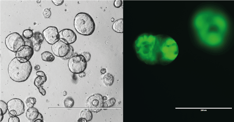 Organoids Mircetic