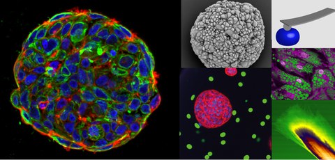 Science_Taubenberger