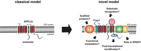 Modelle TM