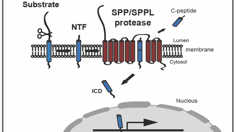 SPP/SPPL protease