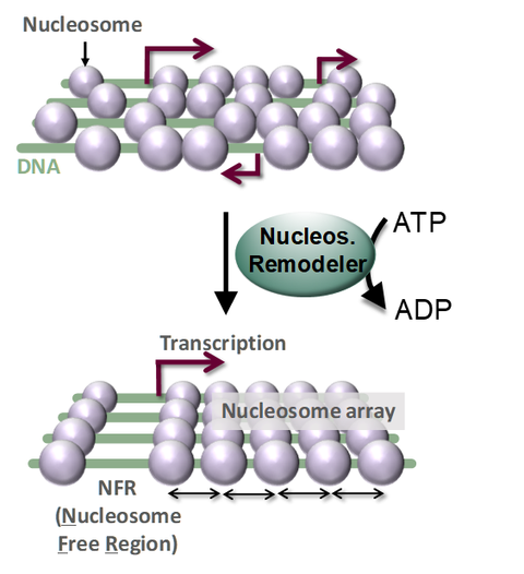 Nukleosomen