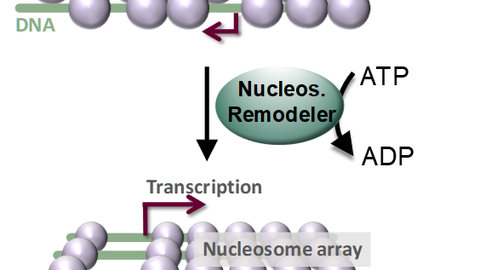 Nukleosomen