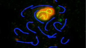 Mausspermatozytenchromosom