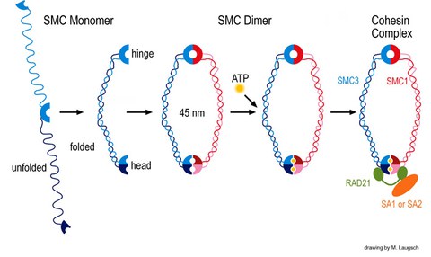 SMC-Proteine und Cohesin