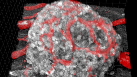 Engrafted pocrine GFP islet in vivo