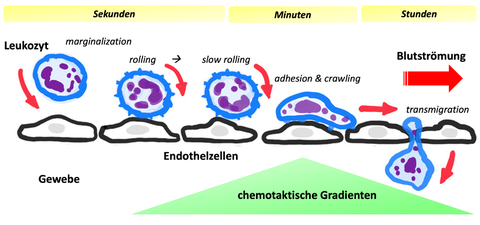 leukocytes dynamics