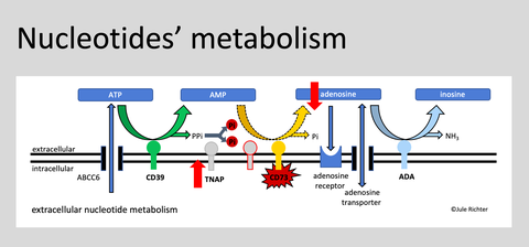 Nucleotides projects