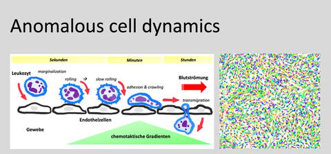 Cell migration projects