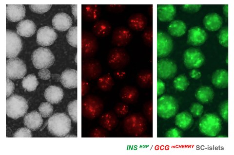 Fluoreszensmarkierte  Stem Cell Islets