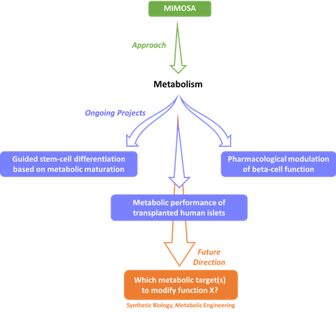 Fließdiagramm der Forschung von Tiago Alves