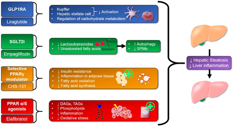 Wir konnten zeigen, dass mehrere Medikamente, die derzeit für die Behandlung von NASH bei Patienten mit Typ-2-Diabetes klinisch geprüft werden, den Leberstatus auch ohne Vorliegen von Diabetes mellitus verbessern können. 