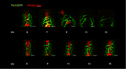 Abbildung 3. Umbau der Blutgefäße während der Zehenregeneration beim Axolotl (oben) im Vergleich zu intakten Zehen (unten). Die Alizarinrot-Färbung markiert das mineralisierte Skelett.