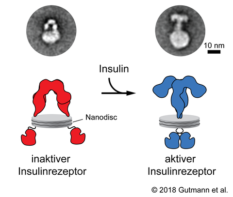 Funktionsweise des Insulinrezeptors in seiner Membranumgebung