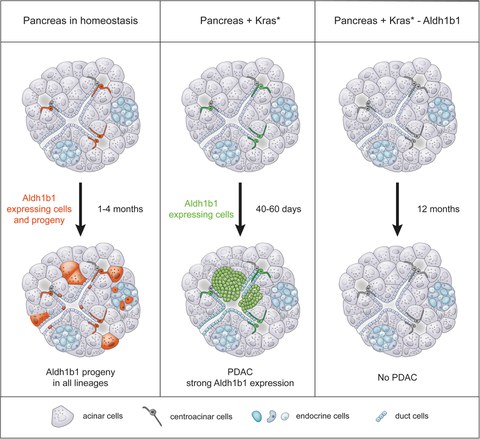 Graphischer Abstract Mameishvilli et al. PNAS