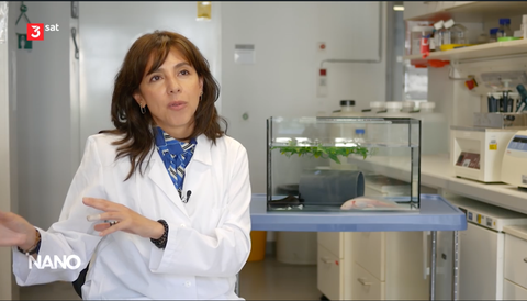 Tatiana Sandoval-Guzmán vom PLID und CRTD spricht bei 3sat NANO über den Schutz des Axolotls in Mexiko und seine Bedeutung als Modellorganismus für Regeneration – mit möglichen Erkenntnissen für die menschliche Geweberegeneration und Diabetesforschung.