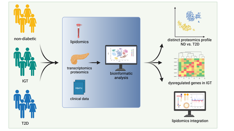 Schematic representation of the project flow