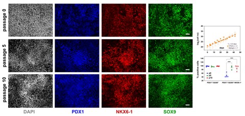 Repräsentative Bilder der Immunfluoreszenzfärbung von p0-PP-Zellen sowie von C6-expandierten Zellen bei p5 und p10 für die PP-Transkriptionsfaktoren PDX1, NKX6.1 und SOX9.
