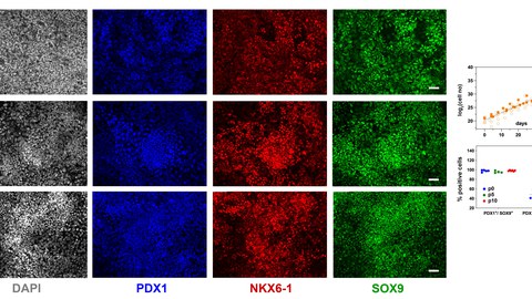 Repräsentative Bilder der Immunfluoreszenzfärbung von p0-PP-Zellen sowie von C6-expandierten Zellen bei p5 und p10 für die PP-Transkriptionsfaktoren PDX1, NKX6.1 und SOX9.