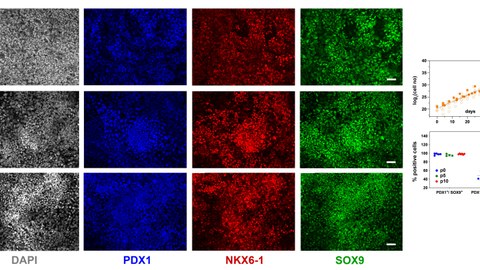 Representative images of immunofluorescent staining of p0 PP cells as well as C6-expanded cells at p5 and p10 for the PP transcription factors PDX1, NKX6.1, and SOX9.