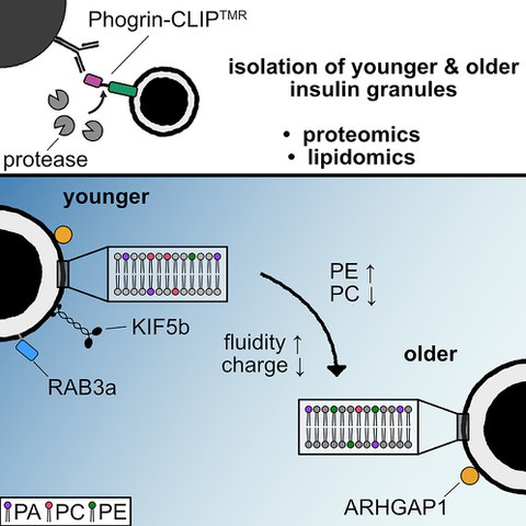 Graphical abstract of the publication