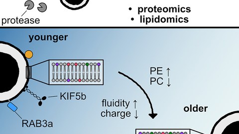 Graphical abstract of the publication