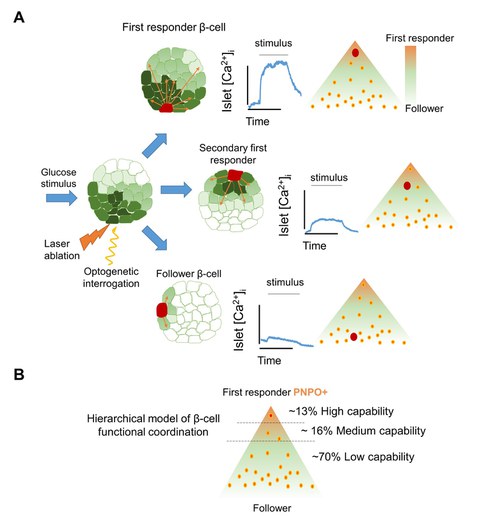 Die funktionelle Charakterisierung der Inselkoordination mittels Optogenetik impliziert ein hierarchisches Modell für die Betazellkoordination.
