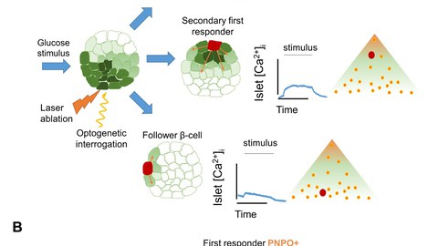 The functional characterization of islet coordination via optogenetics lead us to propose a hierarchical model for beta cell coordination.