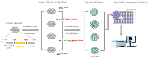 Graphischer Abstrakt der Publikation Zanfrini et al.2024