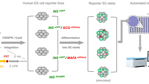 Graphischer Abstrakt der Publikation Zanfrini et al.2024